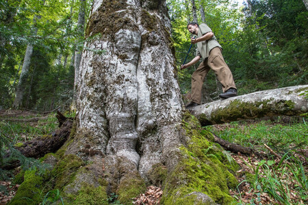 Vzorky letokruhů jsou odebírány za pomocí speciálních vrtáků. Stromy jsou odvrtávány až do středu jádra, což umožňuje zjistit jejich přesný věk.