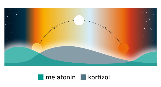 Graf s naznačeným střídáním hladin hormonu melatoninu a kortizolu během dne