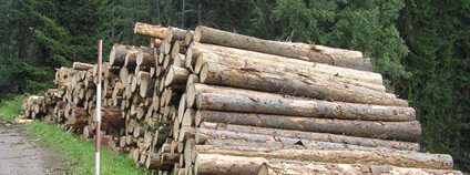 Skládka dřeva poblíž Svojše v II. zásahové zóně národního parku.