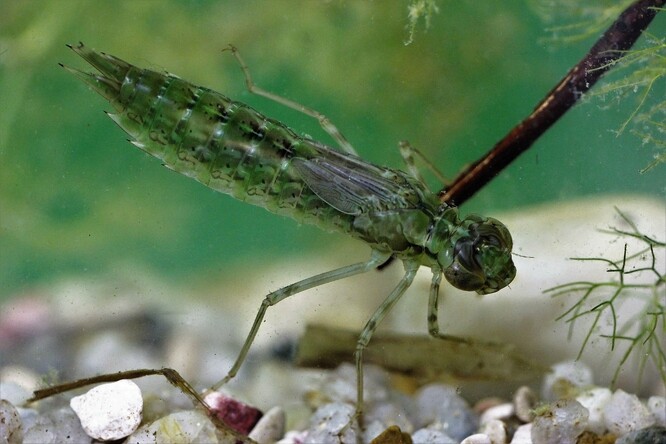 Vrcholovými predátory v nádržích byly larvy vážek rodů Anax  (na snímku) a Aeshna.