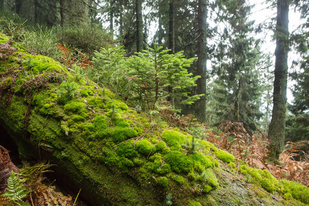 Mrtvé dřevo je v primárních lesích zásadním elementem, plnícím mnoho funkcí. Jednou z nich je i podpora přirozené obnovy, kdy rozkládající se dřevní hmota tvoří substrát pro novou generaci. Na snímku les na Slovensku.