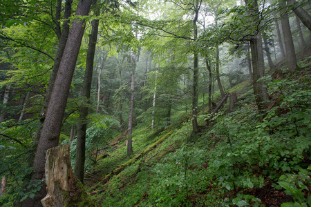 Na snímku je jedlo-bukový prales v Národní přírodní rezervaci Kundračka (Velká Fatra). NPR Kundračka se pyšní 70 ha pralesa s 5. stupněm ochrany.