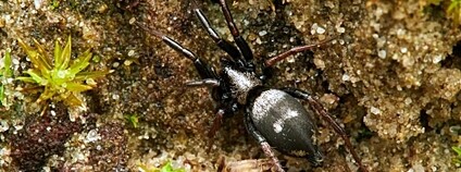 Obnova pařezin podporuje biodiverzitu pavouků v chráněných nížinných lesích Foto: Mendelova univerzita v Brně