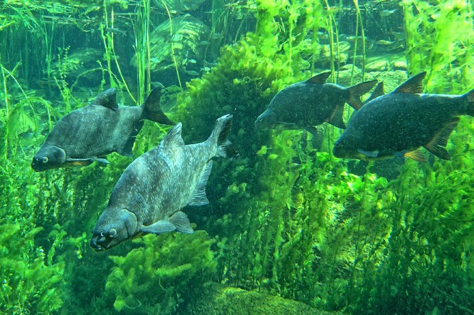 Cejn velký je jedním z nejběžnějších druhů ryb v nádrži Římov. Výsledky studie ukázaly, že izotopové složení archivovaných rybích šupin může poskytnout cenné poznatky o historických změnách koloběhu uhlíku ve vodních ekosystémech.