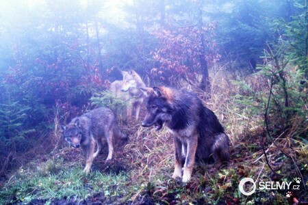 Vlci z Kysucké vrchoviny na Slovensku. V této oblasti se setkávají zvířata z karpatské a středoevropské nížinné populace.