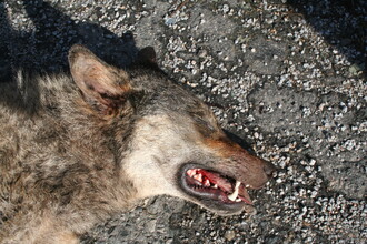 Vlk sražený na jaře 2017 na dálnici D1 na Vysočině ilustruje problémy, kterým čelí velcí savci v antropogenně fragmentované krajině.