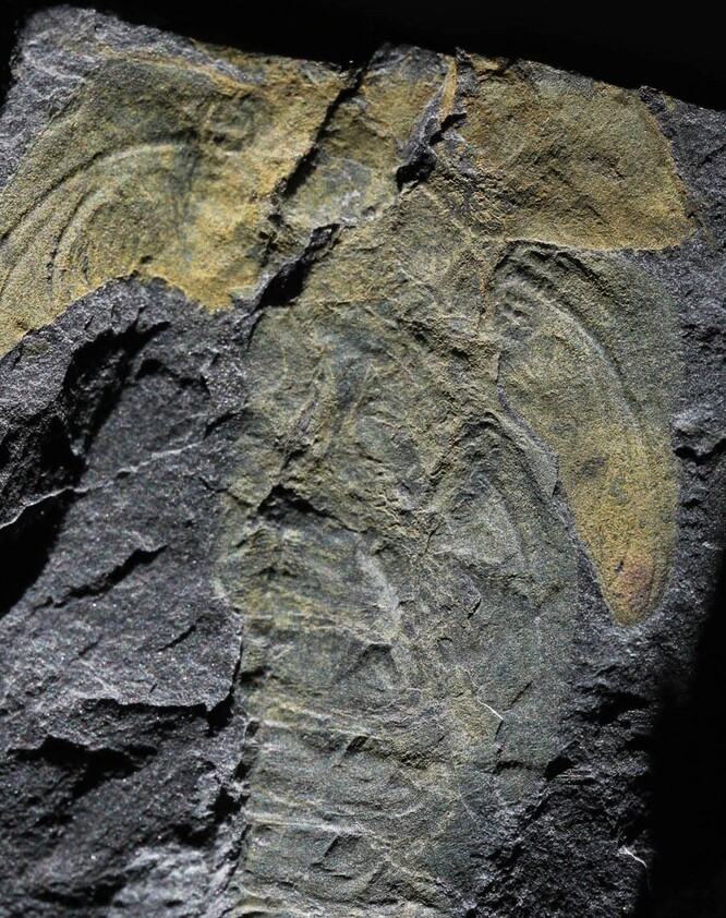 Zkamenělina larvy námi nově popsaného druhu K. brauneri (jedinec č. F137). Částečně jsou zachovány křídelní pochvy na obou stranách těla. Foto: