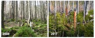 Les u Plešného jezero v roce 2008 a 2017