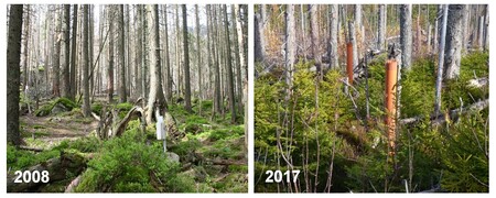 Obrázek 4. Výzkumná plocha ve spodní části Plešného jezera v roce 2008 (cca rok po uschnutí stromů, pod kterými bylo pouze borůvčí a semenáčky chyběly) a v říjnu 2017.