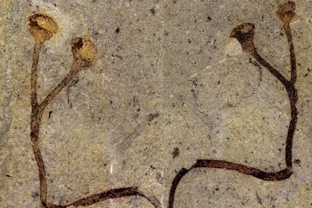 Depozitáře Národního muzea v Praze 150 let ukrývaly zkamenělinu (na obrázku) šesticentimetrového stonku suchozemské rostliny staré 432 milionů let, která je podle vědců nejstarším makroskopickým rostlinným zbytek nalezeným na světě.