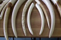 CITES, zadržená slonovina