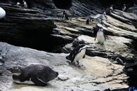 Tučňáci v lisabonském oceanáriu