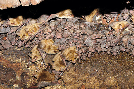 ... kde prosperuje významná kolonie netopýra velkého (v roce 2010 čítající 850 exponátů)