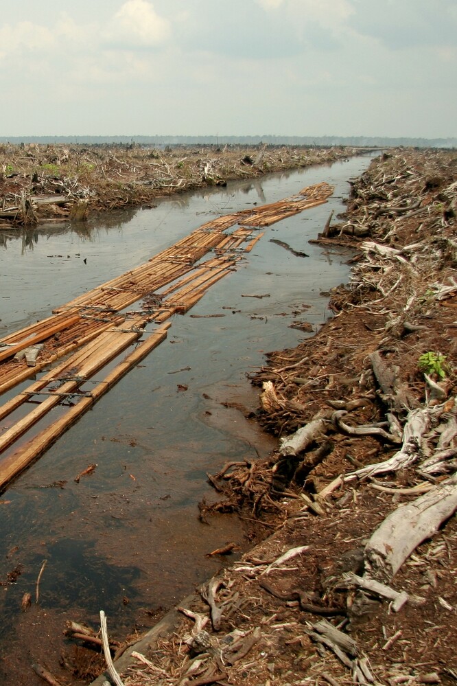 Ekologická katastrofa nebo ekologická krize? Odlesnění v Indonésii