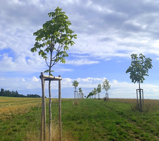 Offsetový projekt v obci Všeruby. Obnovení polní cesty. Offsetový projekt v obci Všeruby. Obnovení polní cesty.