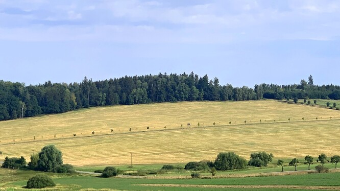 Stromořadí podél cyklostezky pod Vlčnovskými búdami, Vlčnov.