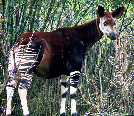 Okapi s částečně pruhovaným tělem, napůl zebra, napůl žirafa, hybridní tvor jako z řecké báje.