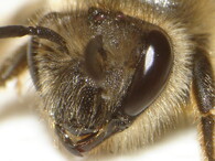 Hlava včely