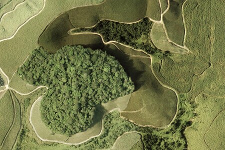 Pralesní fragment v oblasti brazilské Mata Mata Atlântica je obklopený plantážemi cukrové třtiny.