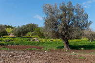 Olivový háj v Izraeli