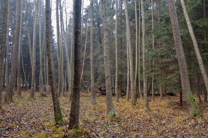 Olše lepkavá Olše lepkavá