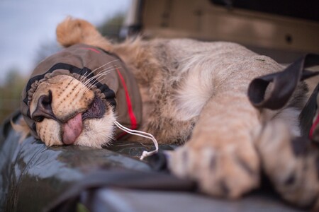 Jeden ze lvích samců, uspaný a připravený k leteckému transportu.