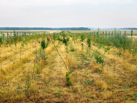 Biokoridor v tradiční hnízdní oblasti kriticky ohroženého dropa velkého na Znojemsku byl založený jako pás dřevin. Je přitom prokázané, že drop preferuje otevřenou krajinu a místům se vzrostlou zelení se vyhýbá. I zde by bylo účelnější biokoridor řešit jako travnatý pás s rozptýlenou výsadbou křovin.