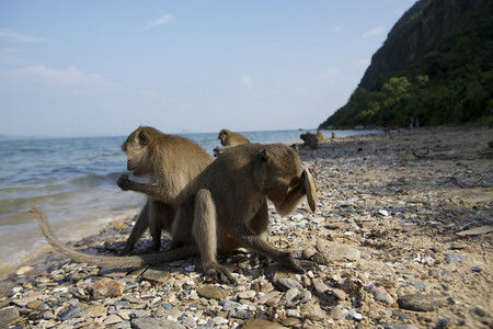 Makaci jsou jedním ze tří druhů primátů, kteří umí v omezené míře nástroje používat.