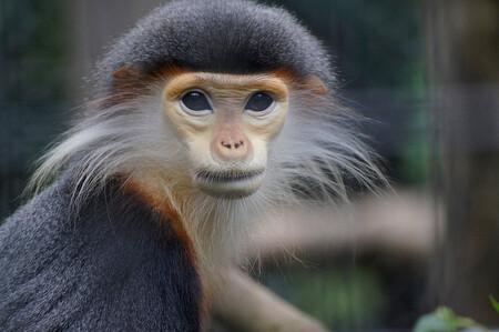 Langur duk je speciálně vybarvená opice, má mandlově hnědé oči a nepatří mezi agresivní druhy.