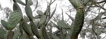 Opuncie - nepůvodní kaktus v Austrálii Foto: John Tann Flickr