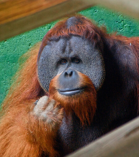 Vzhledem k tomu, že ve volné přírodě stavy orangutanů podle zoo rychle klesají, je chov v zoologických zahradách pro jejich přežití klíčový