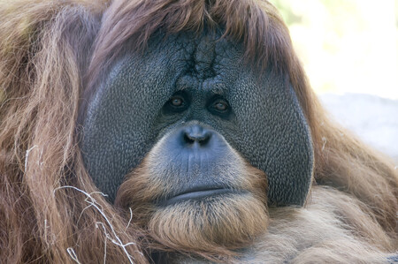 Orangutan patří mezi ohrožené druhy, ale místní vesničané považují orangutany za škodnou, která ničí jejich plantáže. / Ilustrační foto