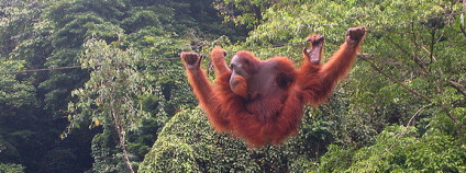 Orangutan na severní Sumatře. Foto: Tbachner / Wikimedia Commons