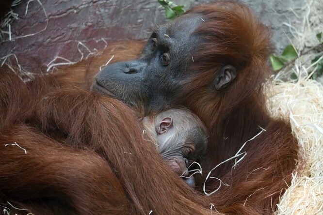 "Novorozené mládě je jediným pravnoučetem orangutanů, kteří přišli do zoo z lesů Sumatry, a je proto geneticky mimořádně cenné. Dokonce si troufám tvrdit, že nejcennější v Evropě," uvedl ředitel zahrady Miroslav Bobek.