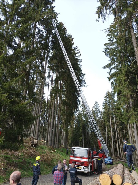 Hnízdo bylo ve výšce 35 metrů. Při jeho prohlídce proto asistovali hasiči s výsuvným žebříkem.