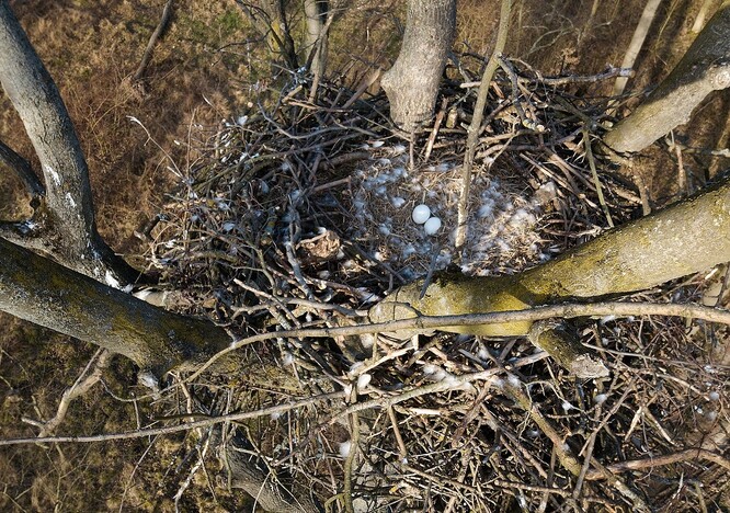 Kontrola hnízda ukázala už jen dvě zastydlá vejce.