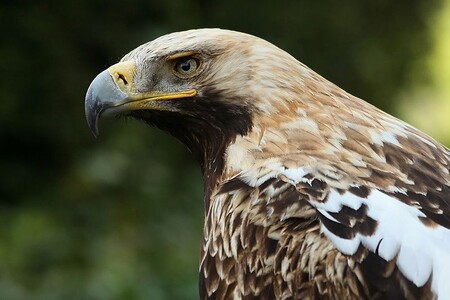 Hnízdění orlů královských v Česku poprvé zaznamenali ornitologové v roce 1998.