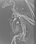 rentgen zastřeleného orla