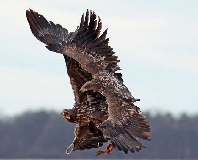 Populace orlů mořských se kvůli stoletému působení olova zmenšila o 14 procent. Ilustrační foto.