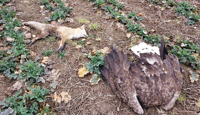 Orel mořský a liška nalezení 22. února na Příbramsku. Poloha jejich těl naznačuje, že umírali ve velkých křečích a bolestech po otravě nervovým jedem.