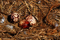 Vajíčka orlovce říčního