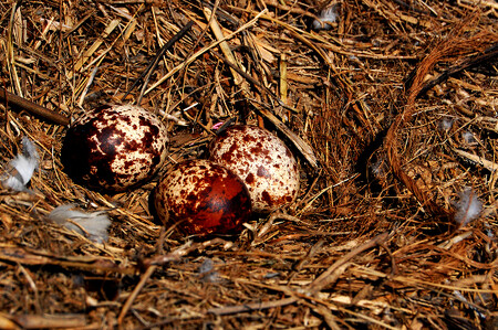 V bytě vykradače ptačích hnízd se našlo více jak 700 vajec. Mezi nimi i vajíčka orlovce říčního (na snímku).