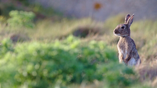 V celé Británii klesly počty králíků divokých během deseti let do roku 2018 o 43 procent, přičemž například v regionu East Middlands byl zaznamenán pokles o 88 procent a ve Skotsku o 83 procent. Králík divoký není v Británii původním druhem; na Britské ostrovy je dovezli Normané a v suchých, písčitých oblastech Suffolku a Norfolku, které jsou známé pod označením "brecks", je chovali na maso. Brecks jsou z hlediska biodiverzity jedinečné oblasti. Díky pasoucím se králíkům se tu začalo dařit vzácným rostlinám a bezobratlým živočichům.