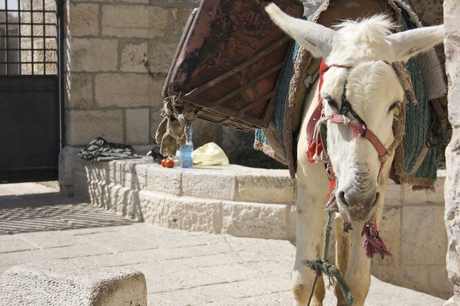 Někteří obyvatelé palestinských území ještě používají osly, podobně jako koně, k přepravě nákladů a v zemědělství.