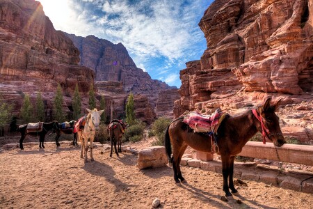 Jordánské nadace se prý o zlepšení postavení zvířat snaží. PETA to tak nevidí. Ilustrační snímek Jordánské nadace se prý o zlepšení postavení zvířat snaží. PETA to tak nevidí. Ilustrační snímek