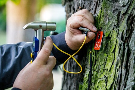 Čeští odborníci na péči o stromy se podle Arboristické akademie řadí ke světové špičce.
