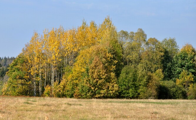 Topol osika Topol osika