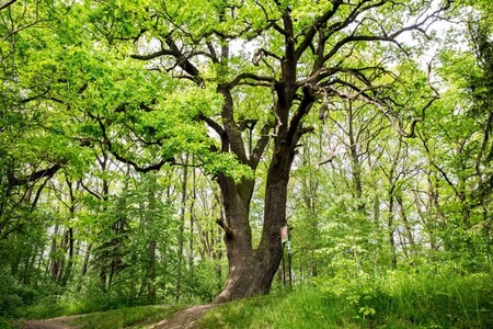 Otec dubů vzhledem k svému věku pamatuje ještě dobu, kdy okolní krajinu tvořily převážně louky a pole, mezi nimiž se klikatily cesty lemované dubovými a třešňovými alejemi.