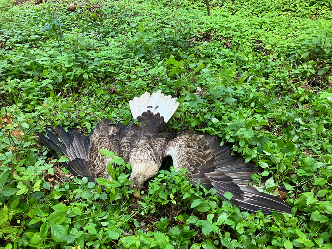 Otrávený dospělý orel mořský u Nasavrk na Chrudimsku. Otrávený dospělý orel mořský u Nasavrk na Chrudimsku.