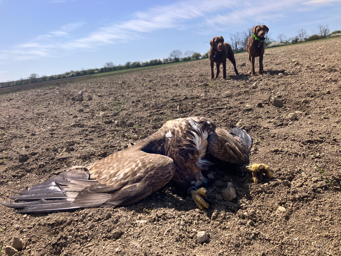 Otrávený orel mořský u Břeclavsku. Otrávený orel mořský u Břeclavsku.